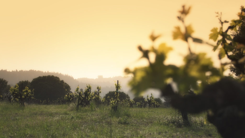 Lake-Sonoma-50-vineyard